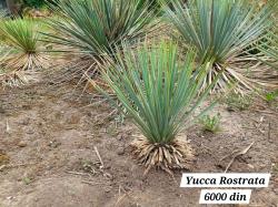 Sadnice - žbunaste vrste: Yucca Rostrata -23C