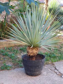 Sadnice - žbunaste vrste: Yucca Rostrata x Thompsoniana