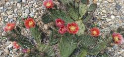 Kaktusi: Opuntia pheacantha Salmonea