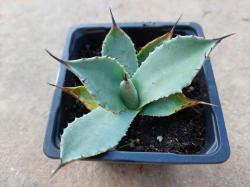 Kaktusi: Agava Parryi ssp Parryi -25C