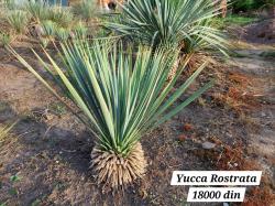 Sadnice - žbunaste vrste: Yucca Rostrata -23C