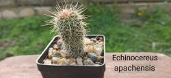 Kaktusi: Zimootporni Kaktus Echinocereus Apachensis 