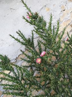 Kaktusi: Cylindropuntia kleiniae