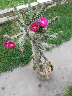 Kaktusi: Zimootporna Cylindropuntia Spinosior 