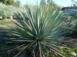 Sadnice - žbunaste vrste: Yucca Rostrata -23C