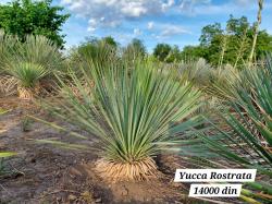 Sadnice - žbunaste vrste: Yucca Rostrata -23C