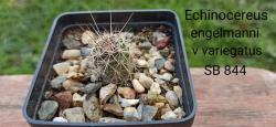 Kaktusi:  Zimootporni Kaktus Echinocereus  engelmanni v variegatus SB 844