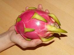 Kaktusi: Reznice Dragon fruit,  zmajevo voce