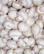 Gljive i proizvodi od gljiva: Sampinjoni seme