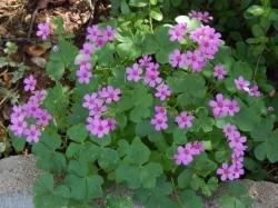 Lukovice: Oxalis latifolia - Irska ukrasna detelina