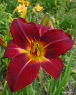 Lukovice: Hemerocallis crveni