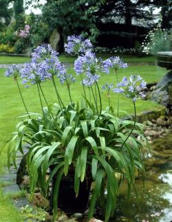 Lukovice: Africki ljiljan - Agapanthus Africanus