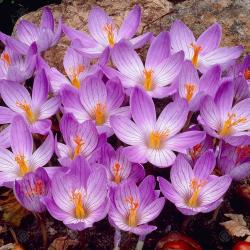 Lukovice: Crocus zonatus -Jesenji krokus plavi