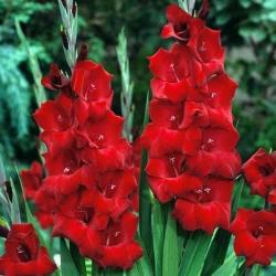 Lukovice: Gladiola bordo