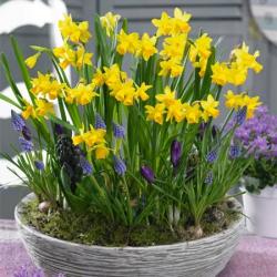 Lukovice: Mini narcis February Gold