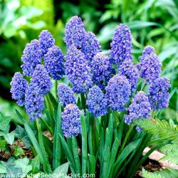 Lukovice: Muscari dupli