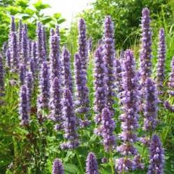 Perene: Agastache- mirisna kopriva 