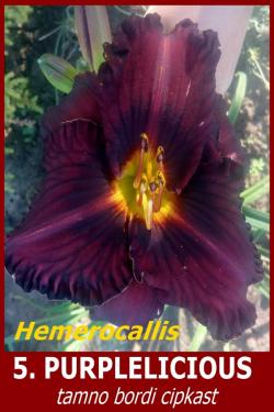 Lukovice: 5. Hemerocallis Purplelicious