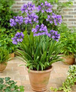 Lukovice: Africki ljiljan - Agapanthus Charlotte