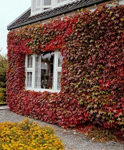 Sadnice - puzavice: PARTHENOCISSUS- TROPRSNA LOZICA