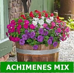 Lukovice: Achimenes MIX