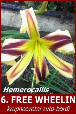 Lukovice: 6. Hemerocallis Free Wheelin