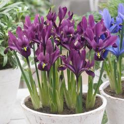 Lukovice: Mini iris ljubicasti