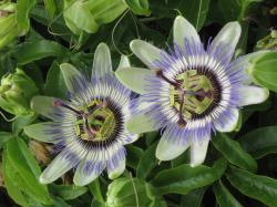 Sadnice - puzavice: Passiflora - Hristov venac