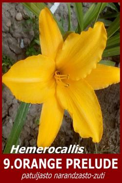 Lukovice: 9. Hemerocallis Orange Prelude