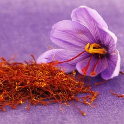 Lukovice: Crocus sativus - Šafran začin