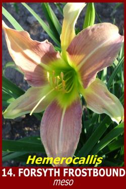 Lukovice: 14. Hemerocallis Forsyth Frostbound