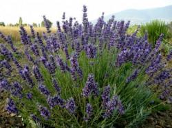 Rezano cveće: Lavanda seme