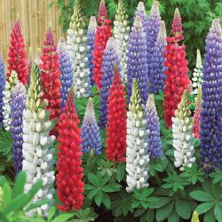 Seme cveća: Garden lupin mix seme