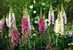 Seme cveća: Digitalis Multicolor