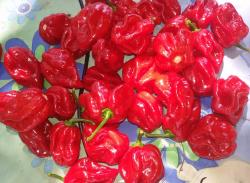 Seme povrća: Red Habanero