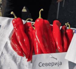 Seme povrća: Paprika " Severija "