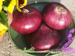 Seme povrća: Red onion luk