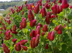 Seme cveća: Detelina Crimson clover