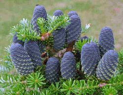 Seme drveća: Abies koreana,stara sorta