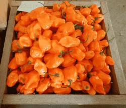 Začini i lekovito bilje: Habanero orange