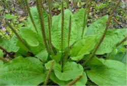 Začini i lekovito bilje: Bokvica Širokolisna ( Plantago Major )