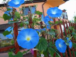 Seme cveća: Morning Glory plavi