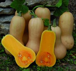 Seme povrća: Cucurbita Moschata - Tikvica