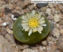 Kaktusi: Conophytum maughanii ssp latum - 10 semenki