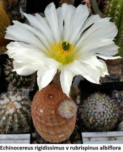 Kaktusi: Echinocereus rigidissimus v rubrispinus albiflora - 10 semenki