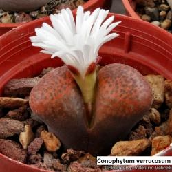 Seme cveća: Conophytum verrucosum - 10 semenki