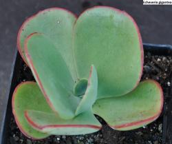 Seme cveća: Echeveria gigantea - 20 semenki