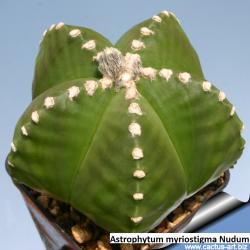 Kaktusi: Astrophytum myriostigma nudum - 10 semenki