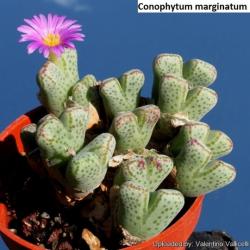 Seme cveća: Conophytum marginatum - 10 semenki