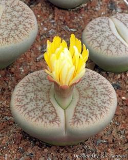 Seme cveća: Lithops pseudotruncatella - 20 semenki